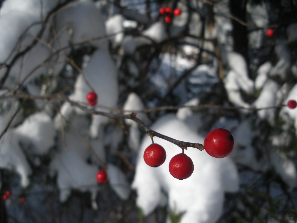 winter_berries.jpg