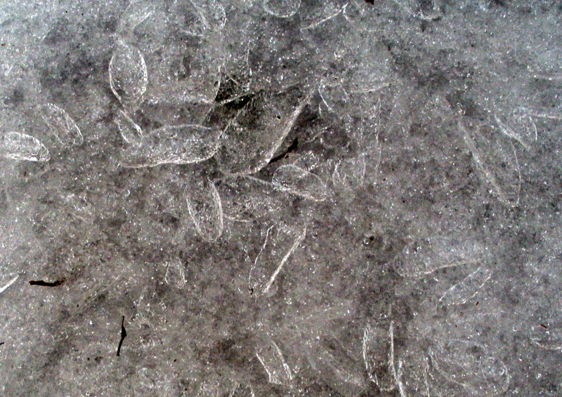 leaf_ice.jpg