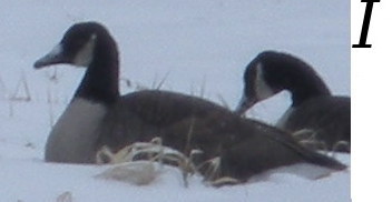 canadian_goose_icon.jpg