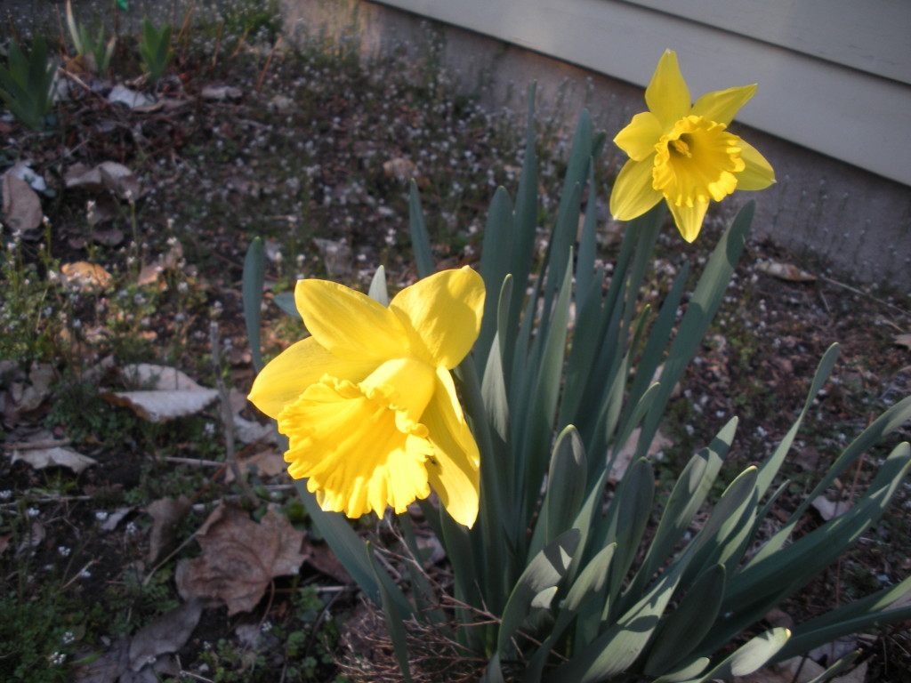 march_daffodils.JPG